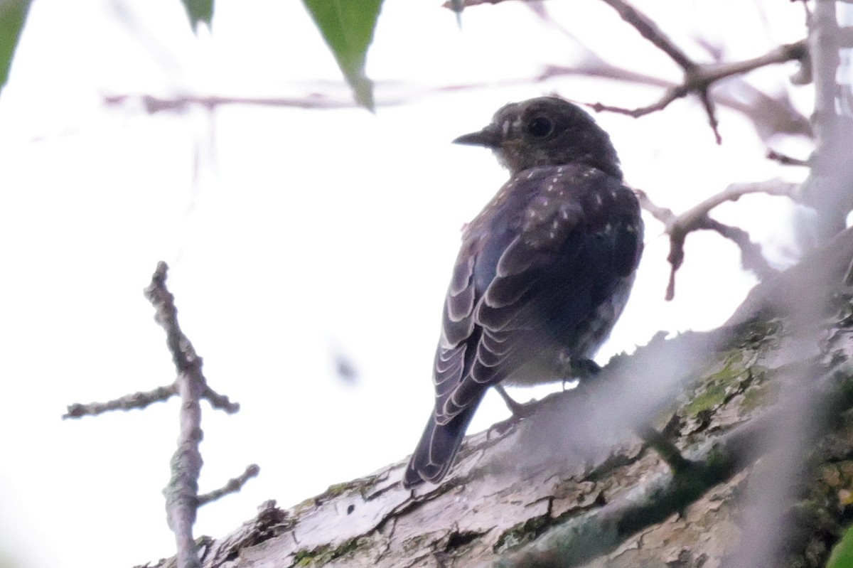 Eastern Bluebird - ML374056331