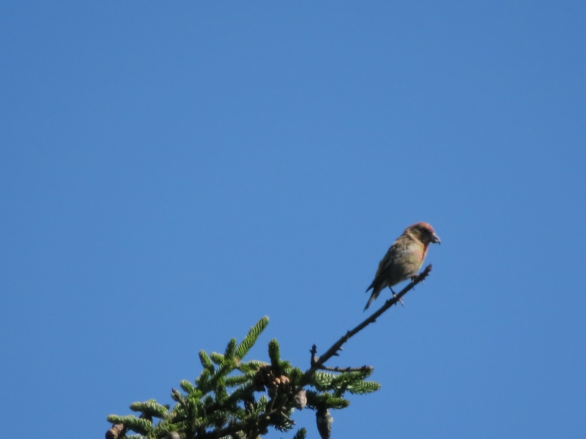 Red Crossbill - ML374056711