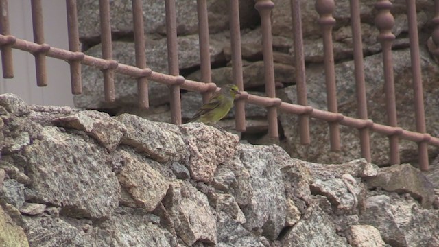 Corsican Finch - ML374056911