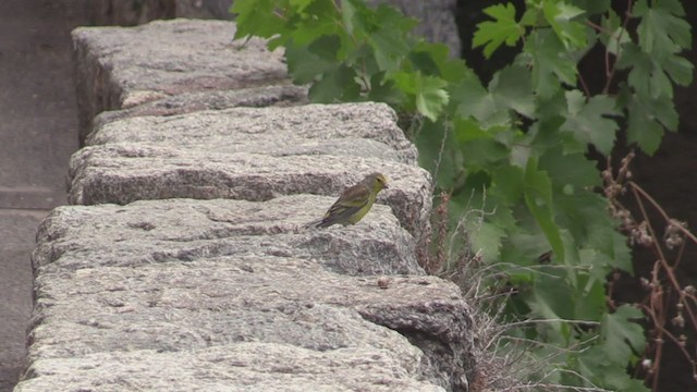 Corsican Finch - ML374057721