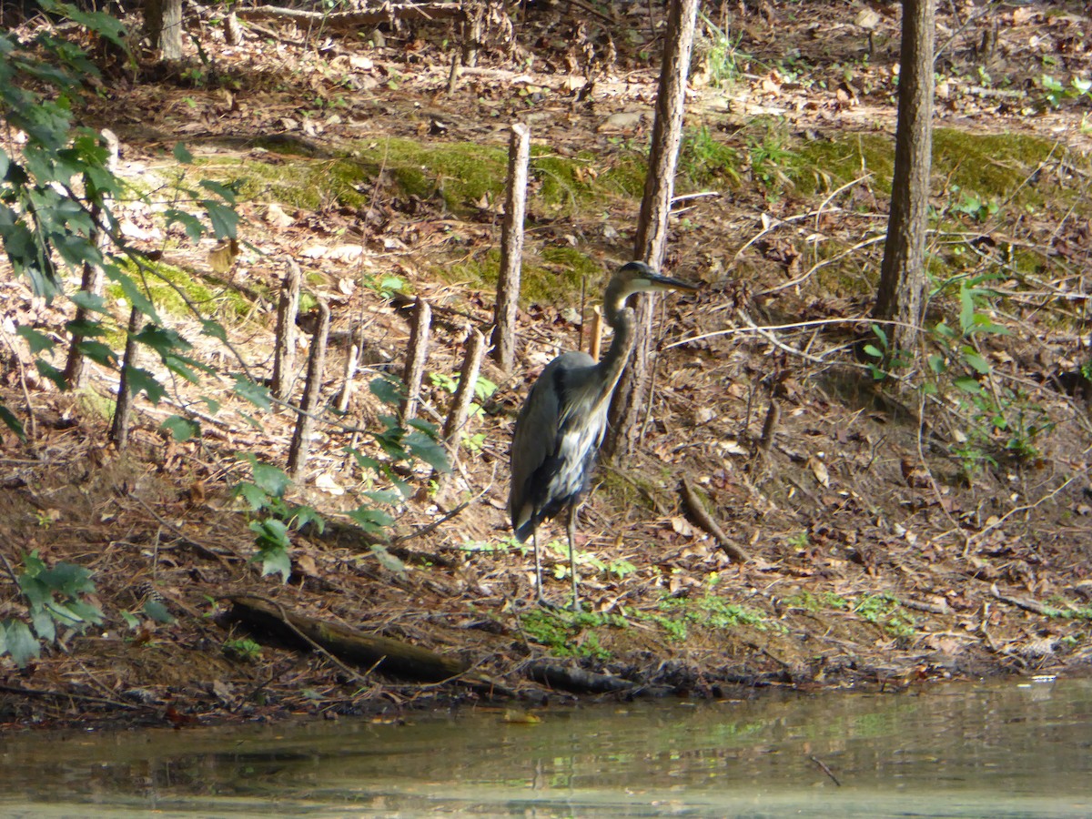 Great Blue Heron - ML374058331