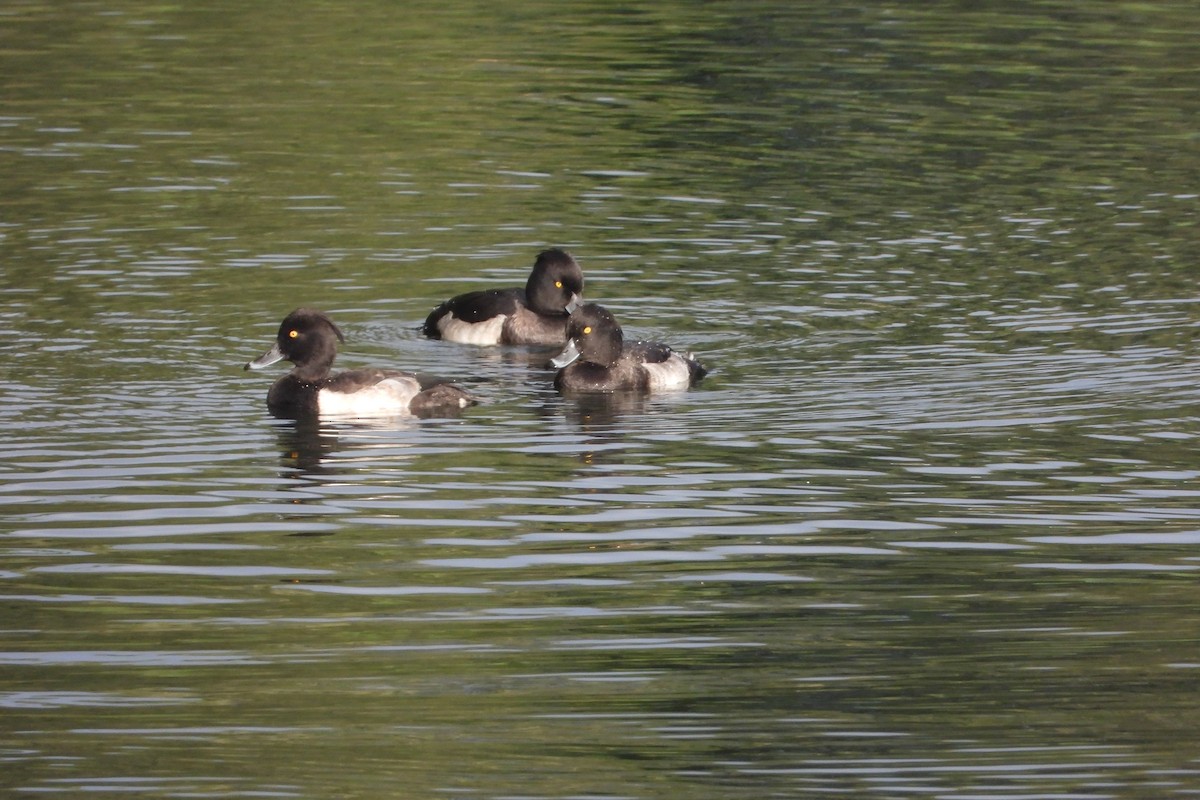 Tufted Duck - ML374058831