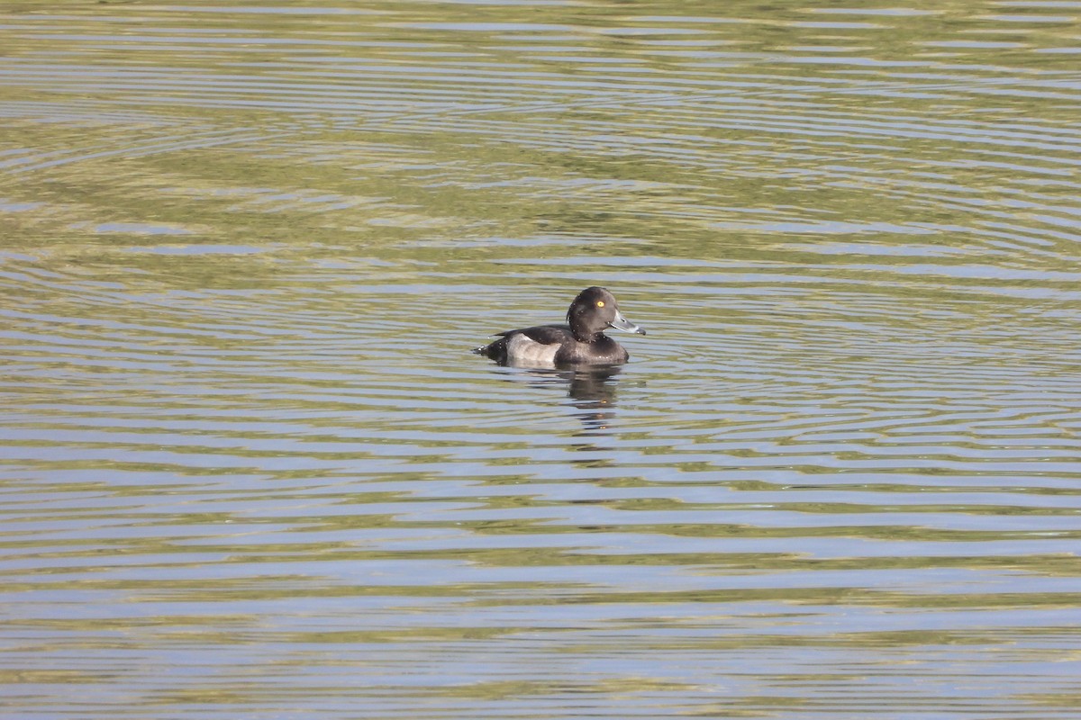 Tufted Duck - ML374058841