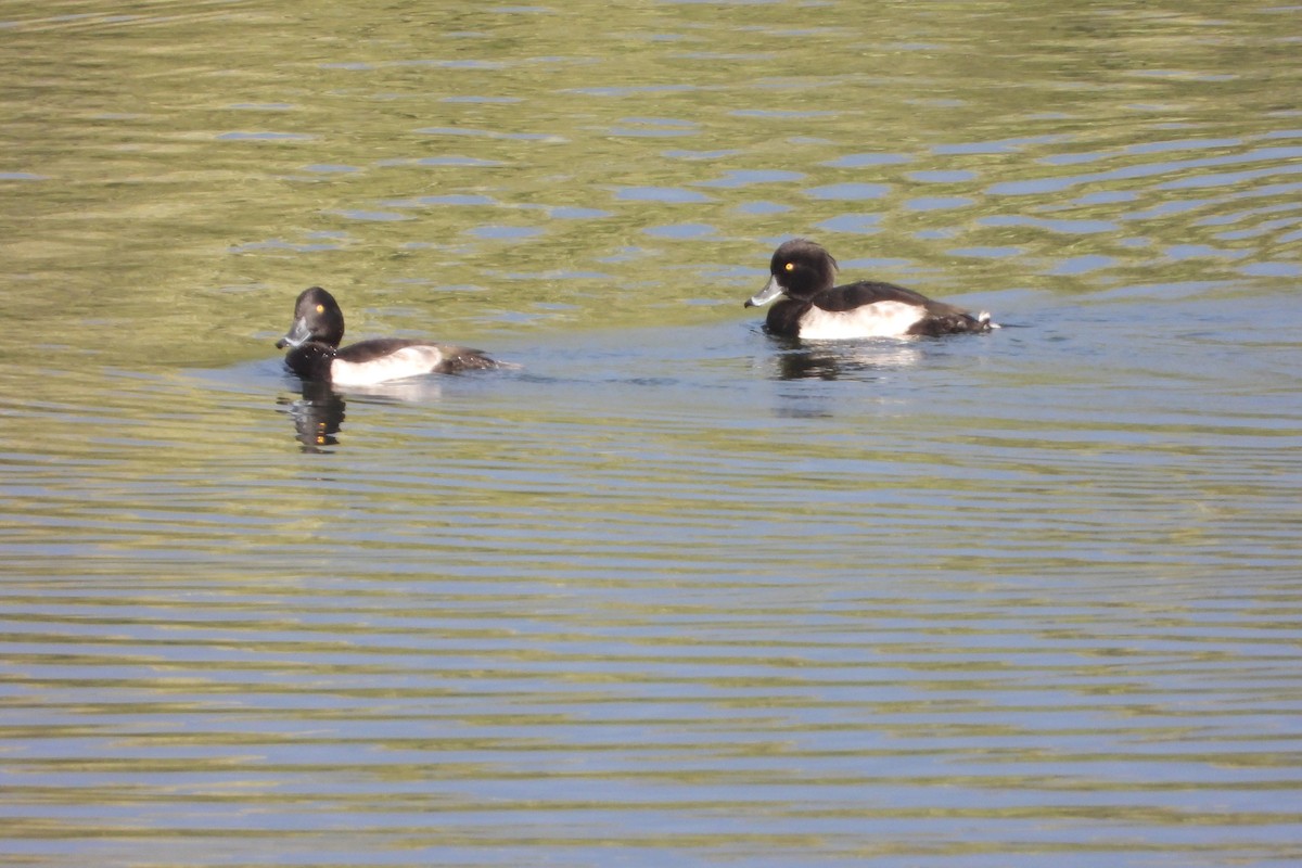 Tufted Duck - ML374058851