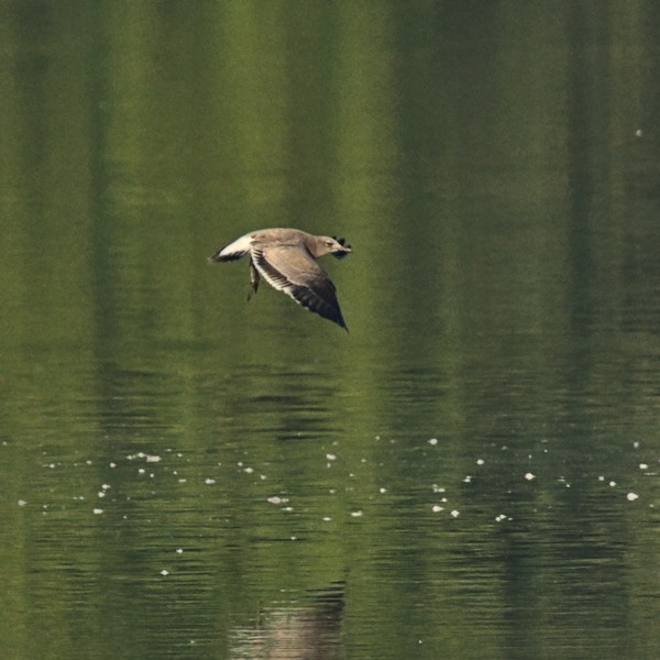 Mouette atricille - ML374061541