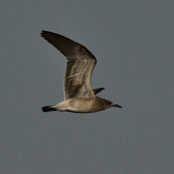 Mouette atricille - ML374061621