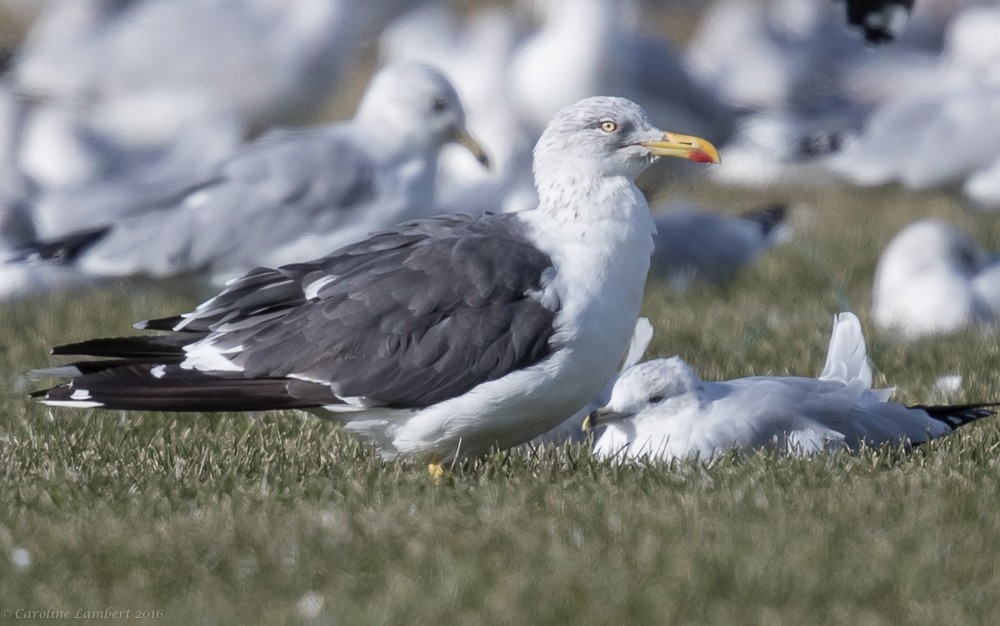 Lesser Black-backed Gull - ML37406221