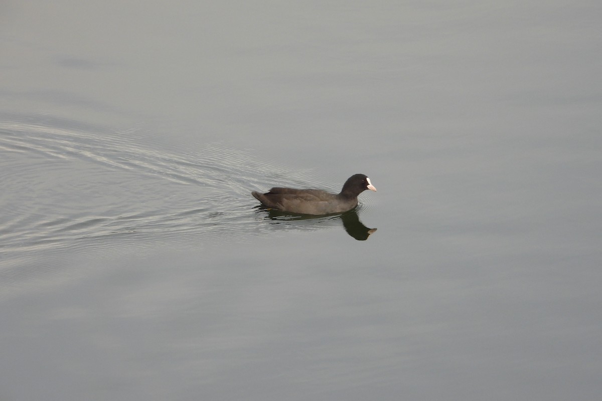 Eurasian Coot - ML374062281