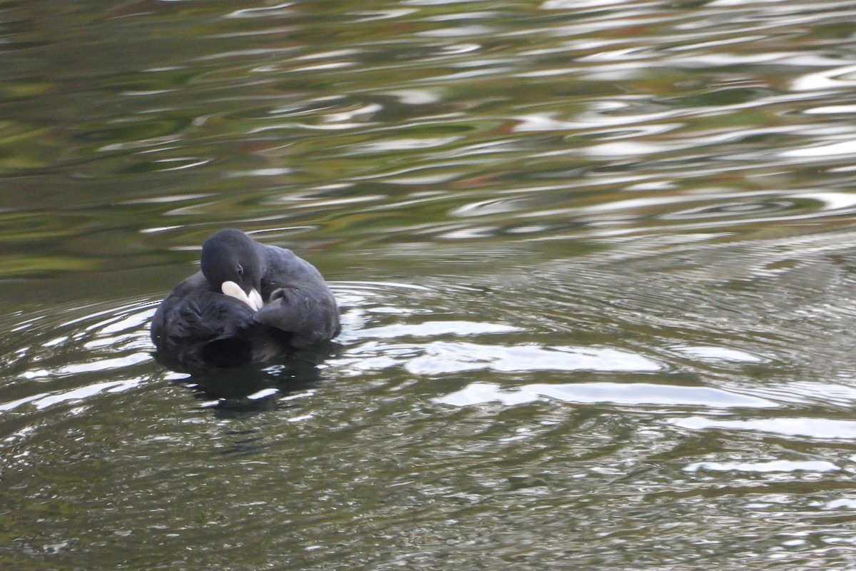 Eurasian Coot - ML374062291