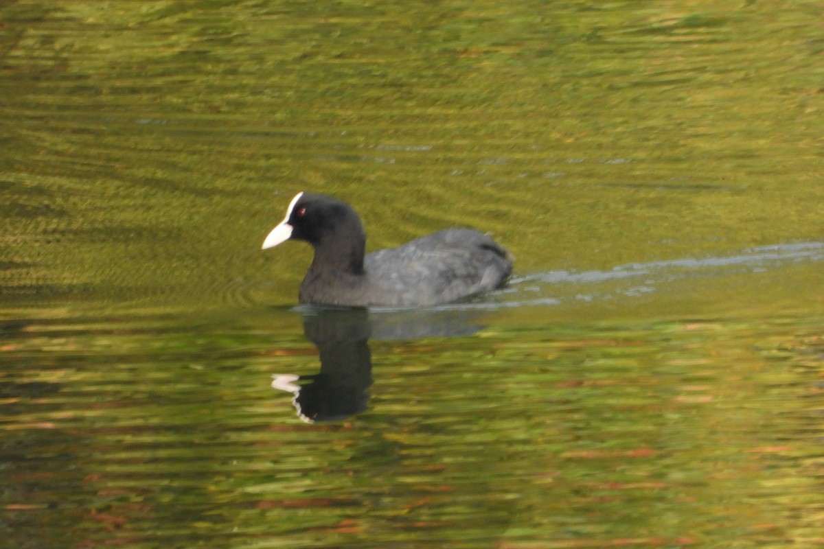 Eurasian Coot - ML374062301