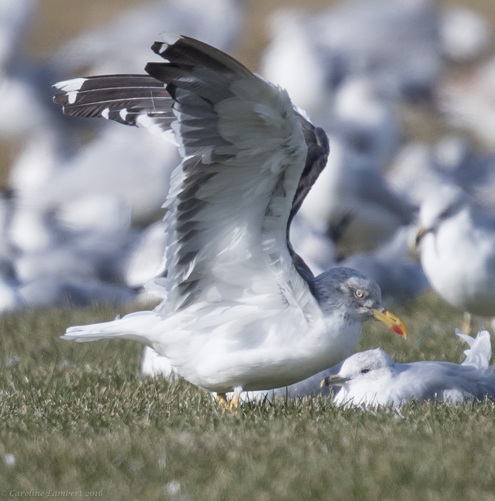 Lesser Black-backed Gull - ML37406231