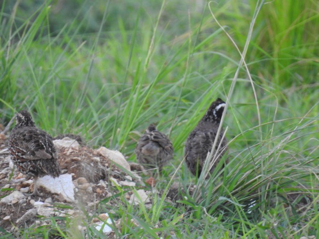 Northern Bobwhite - ML374068231