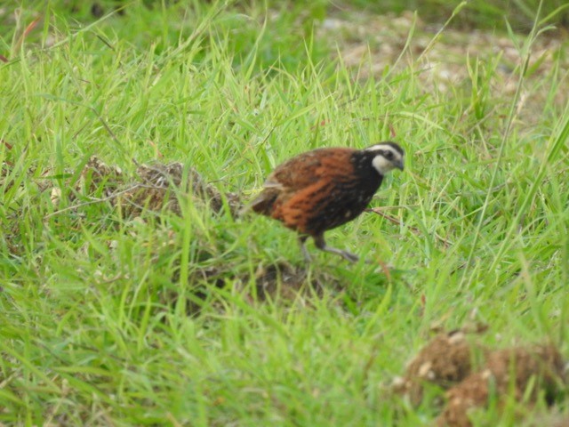 Northern Bobwhite - ML374068251