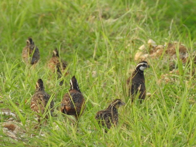 Northern Bobwhite - Yaro Rodriguez