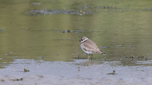 Semipalmated Plover - ML374071381