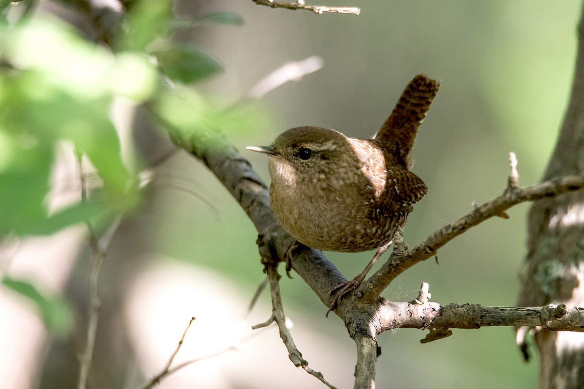 Winter Wren - Sue Barth