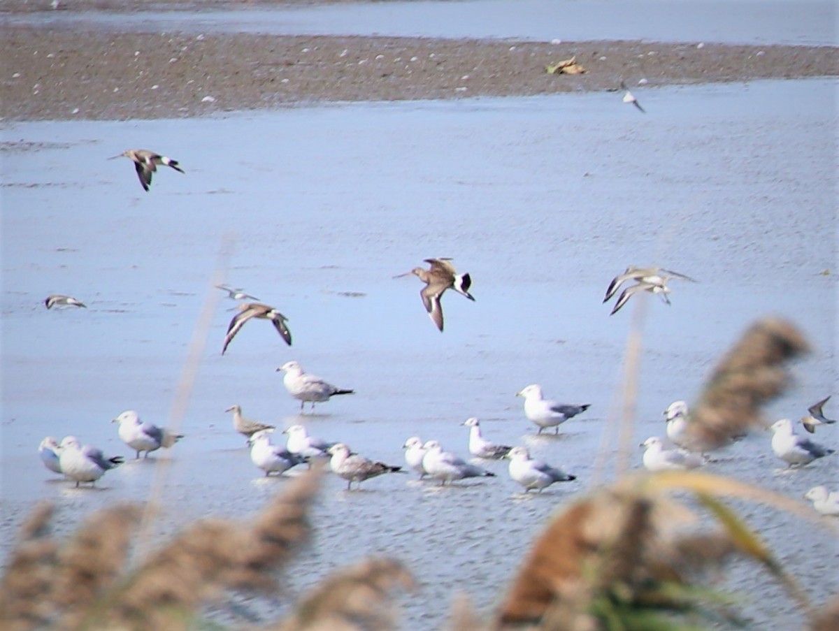 Hudsonian Godwit - ML374072381