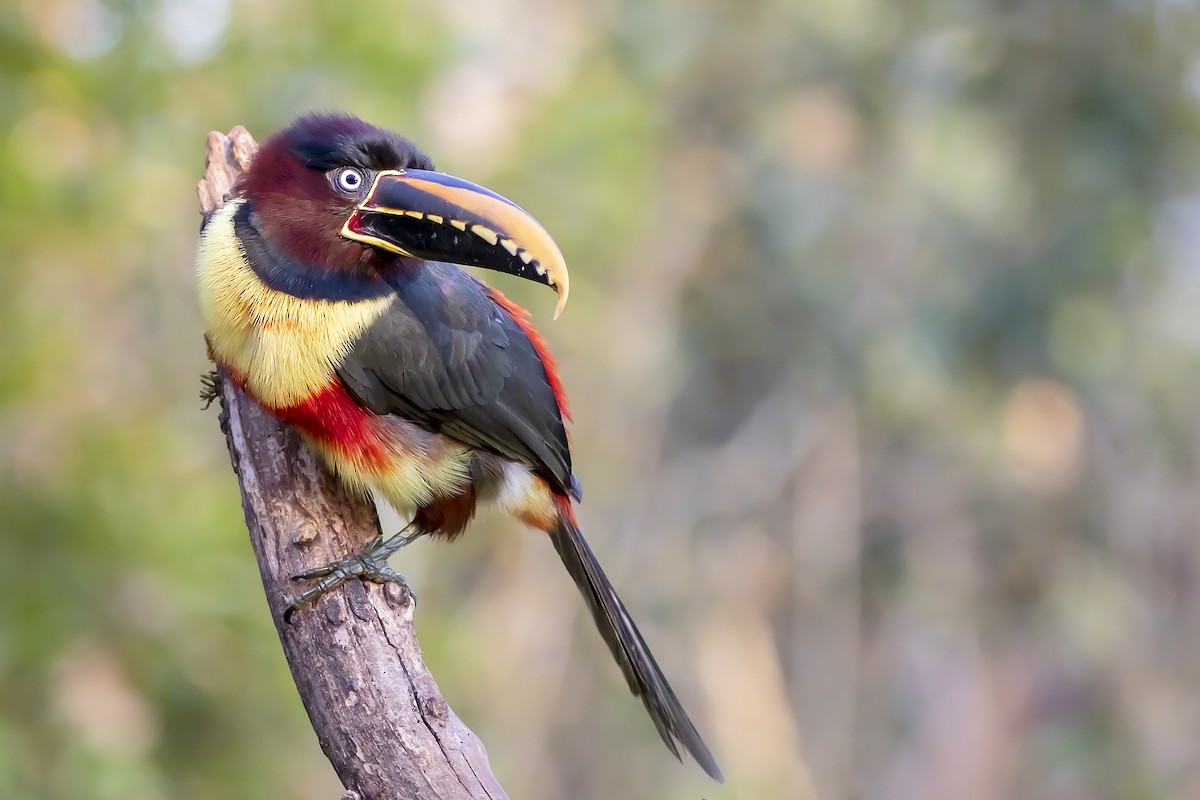 Chestnut-eared Aracari - ML374072421