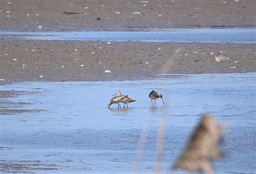 Hudsonian Godwit - Joli Reising