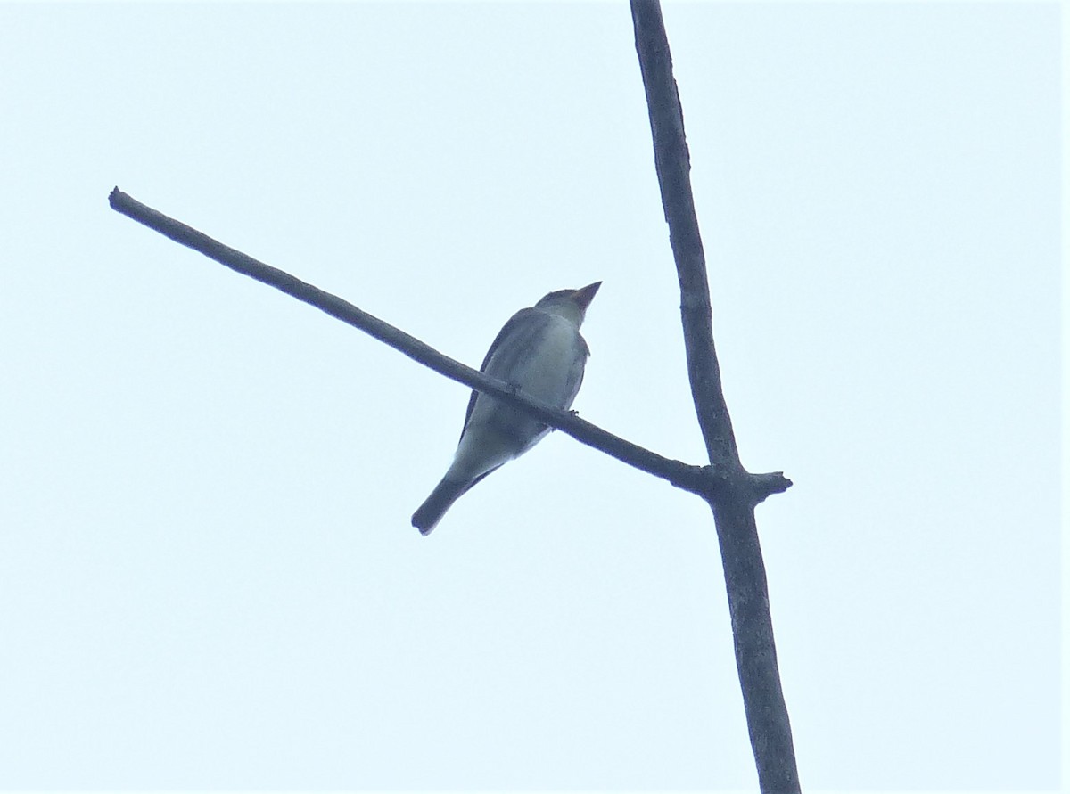 Olive-sided Flycatcher - Michael N