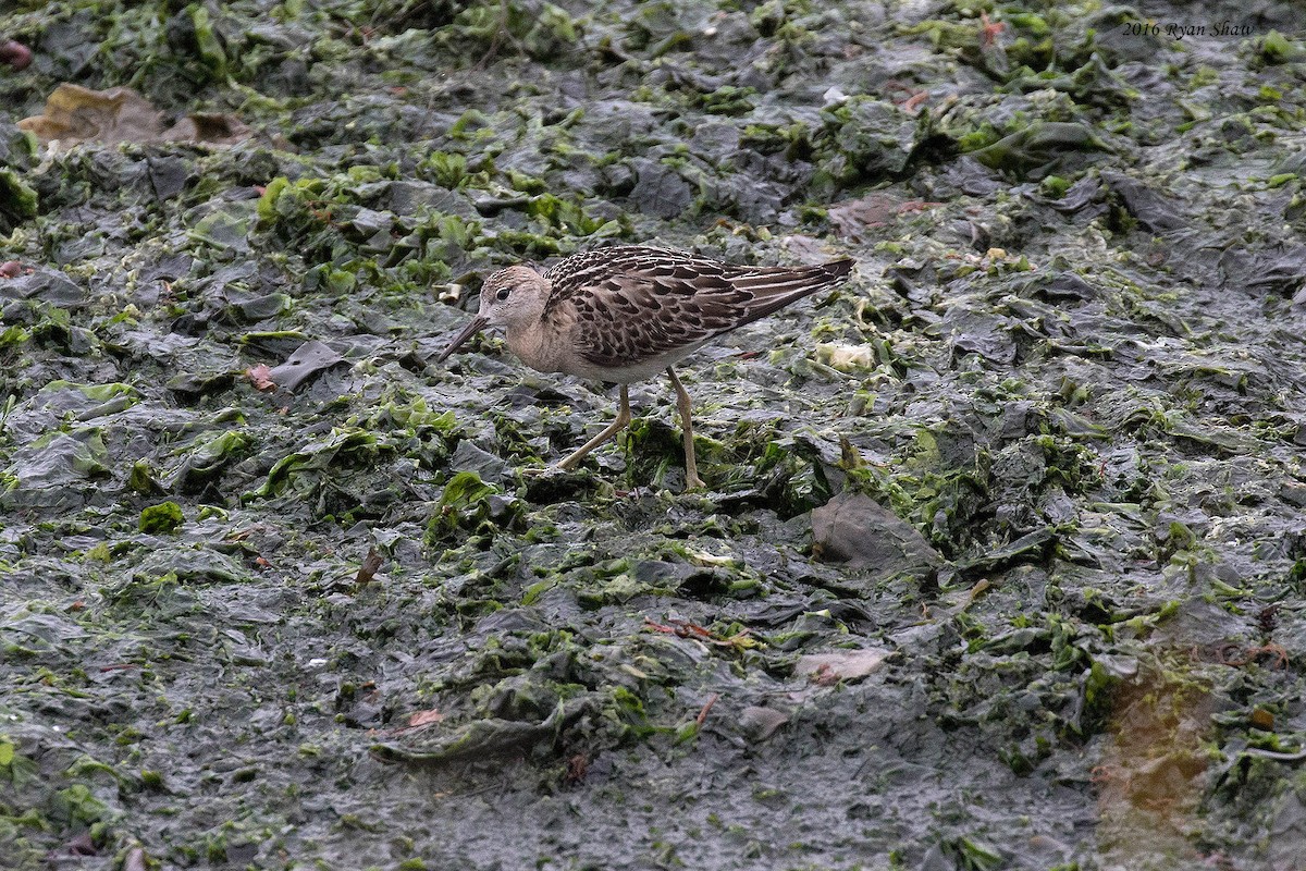 Combattant varié - ML37407521