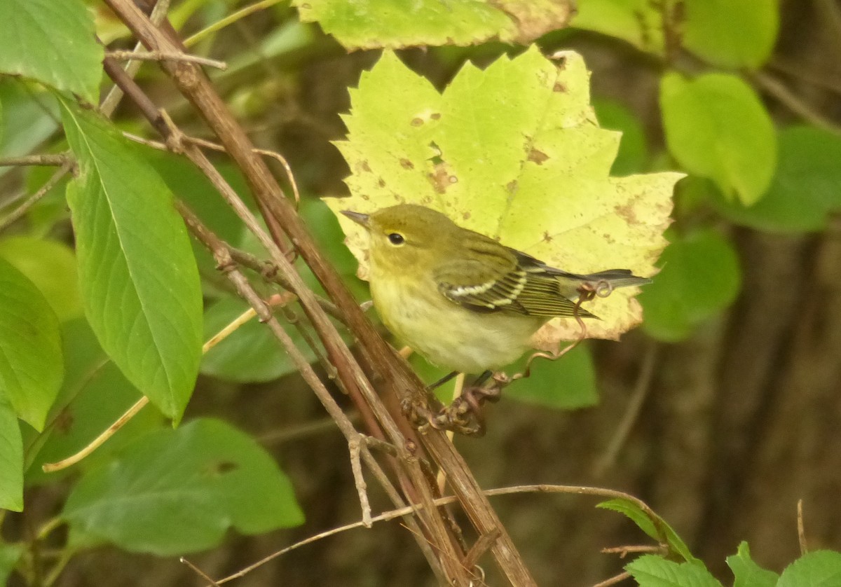 Blackpoll Warbler - Michael N