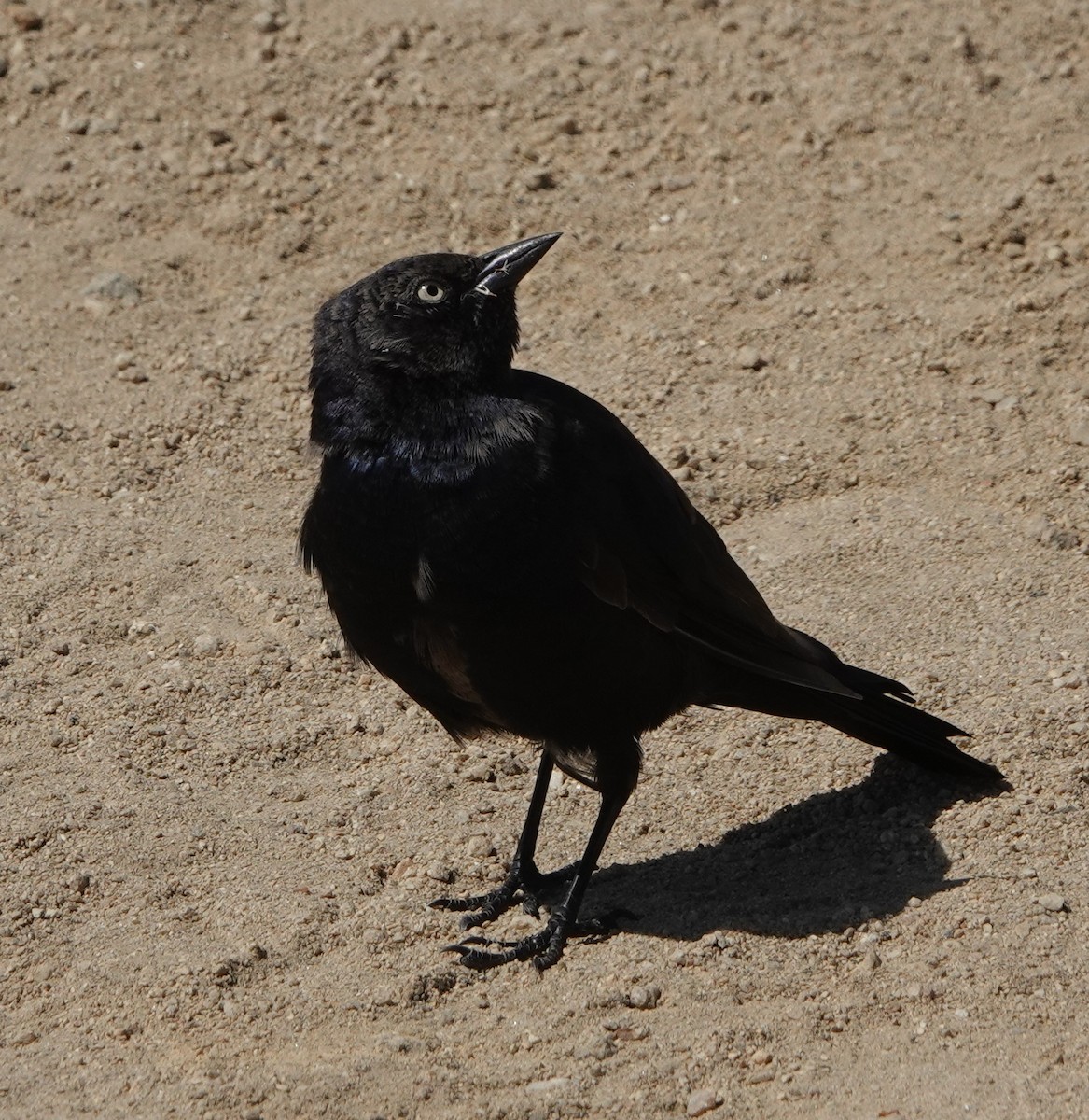 Brewer's Blackbird - ML374075561