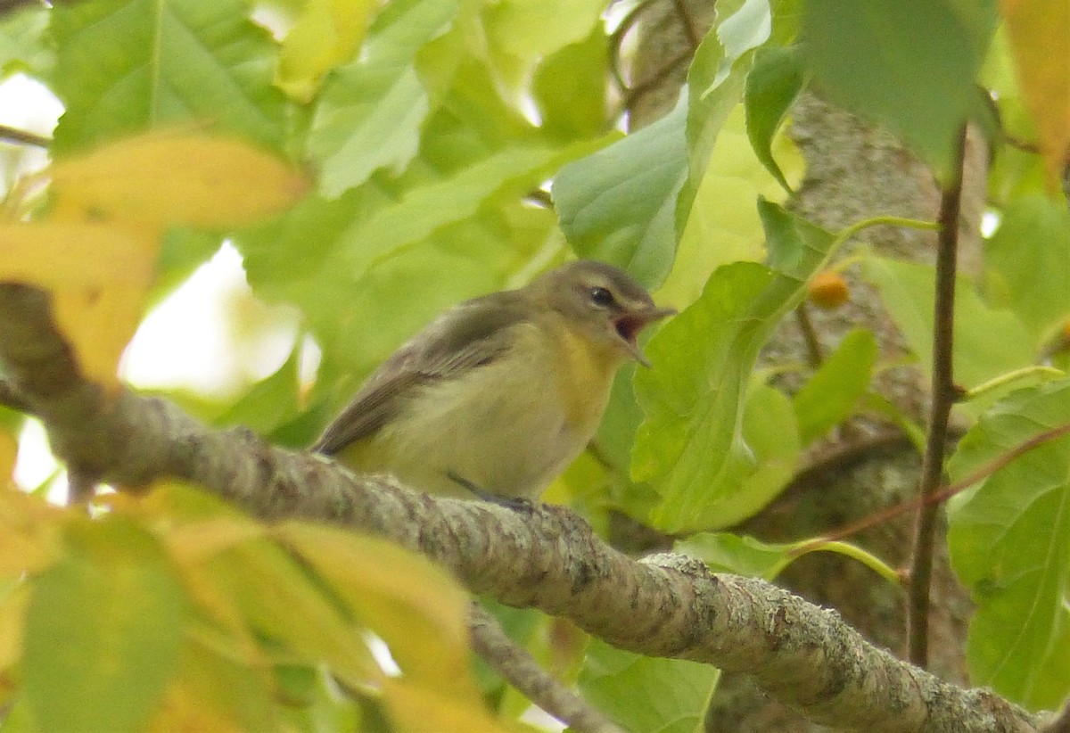 Philadelphia Vireo - Michael N