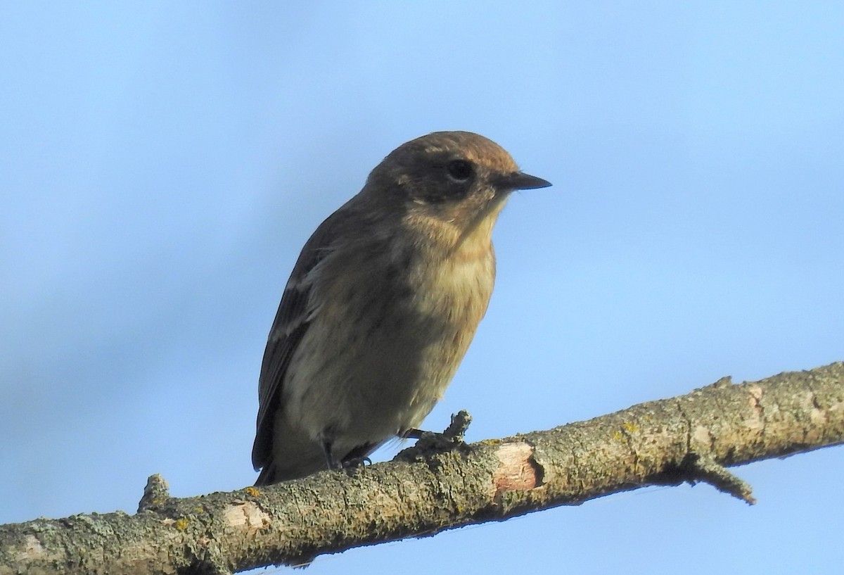 American Goldfinch - ML374078061