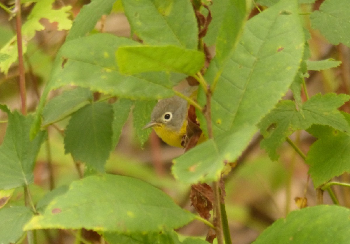 Nashville Warbler - Michael N