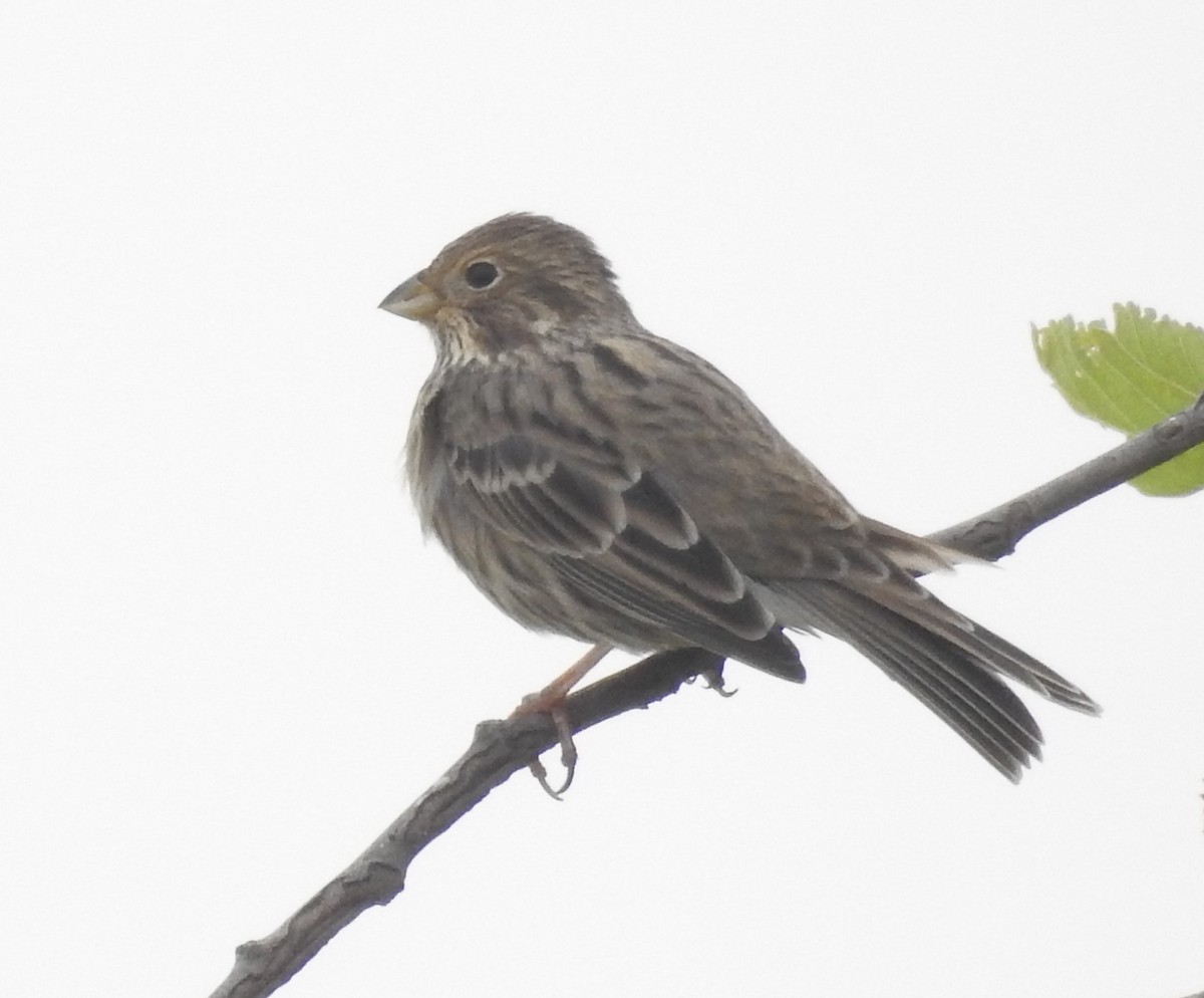 Corn Bunting - Jordi Miralles Garcia