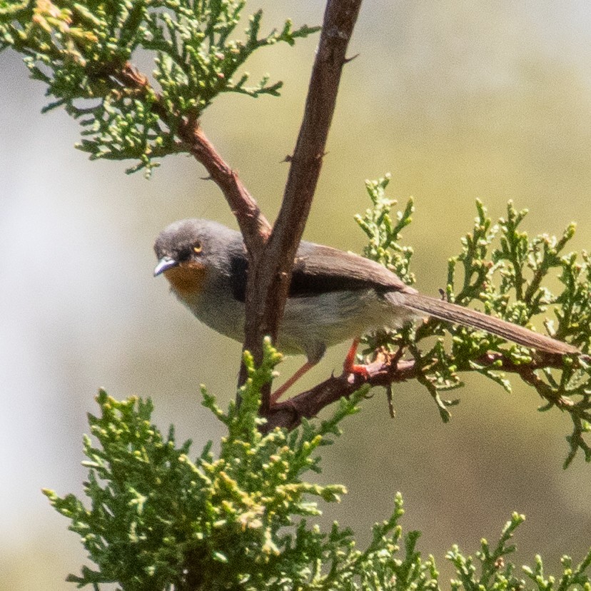 Chestnut-throated Apalis - ML374078811