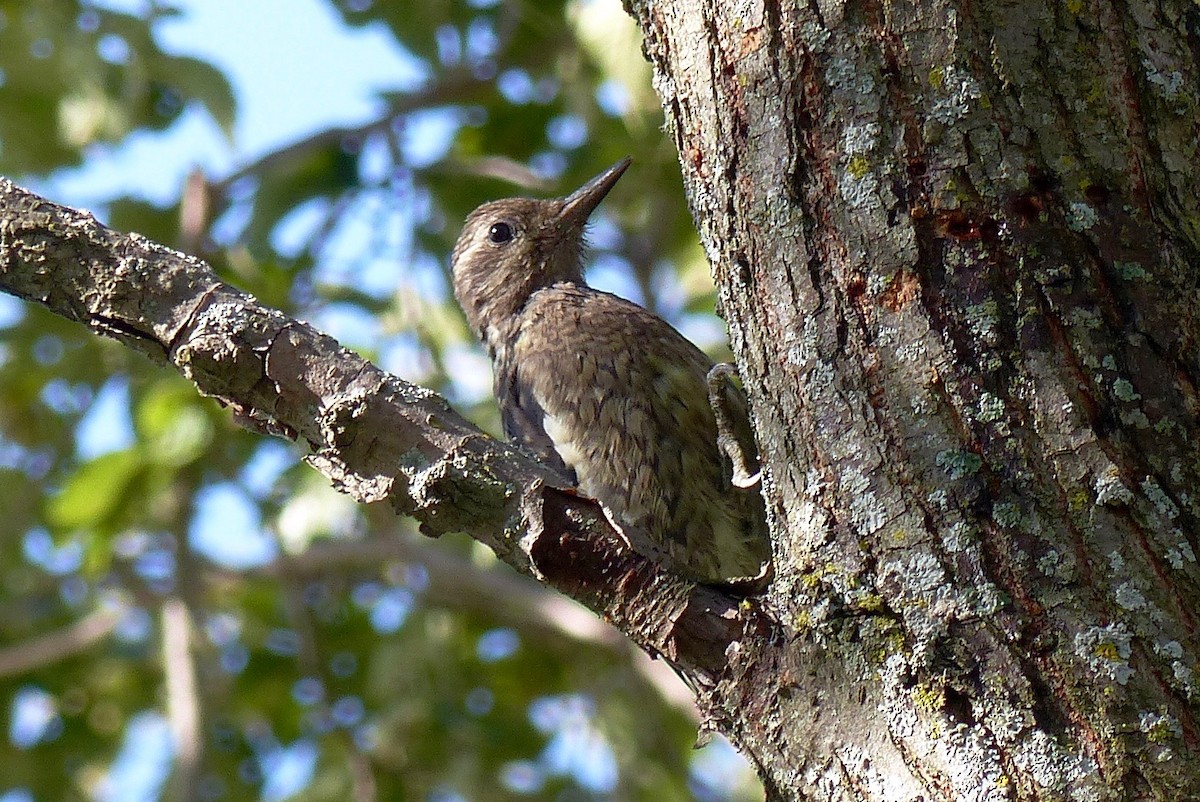 Yellow-bellied Sapsucker - Marc Lichtenberg