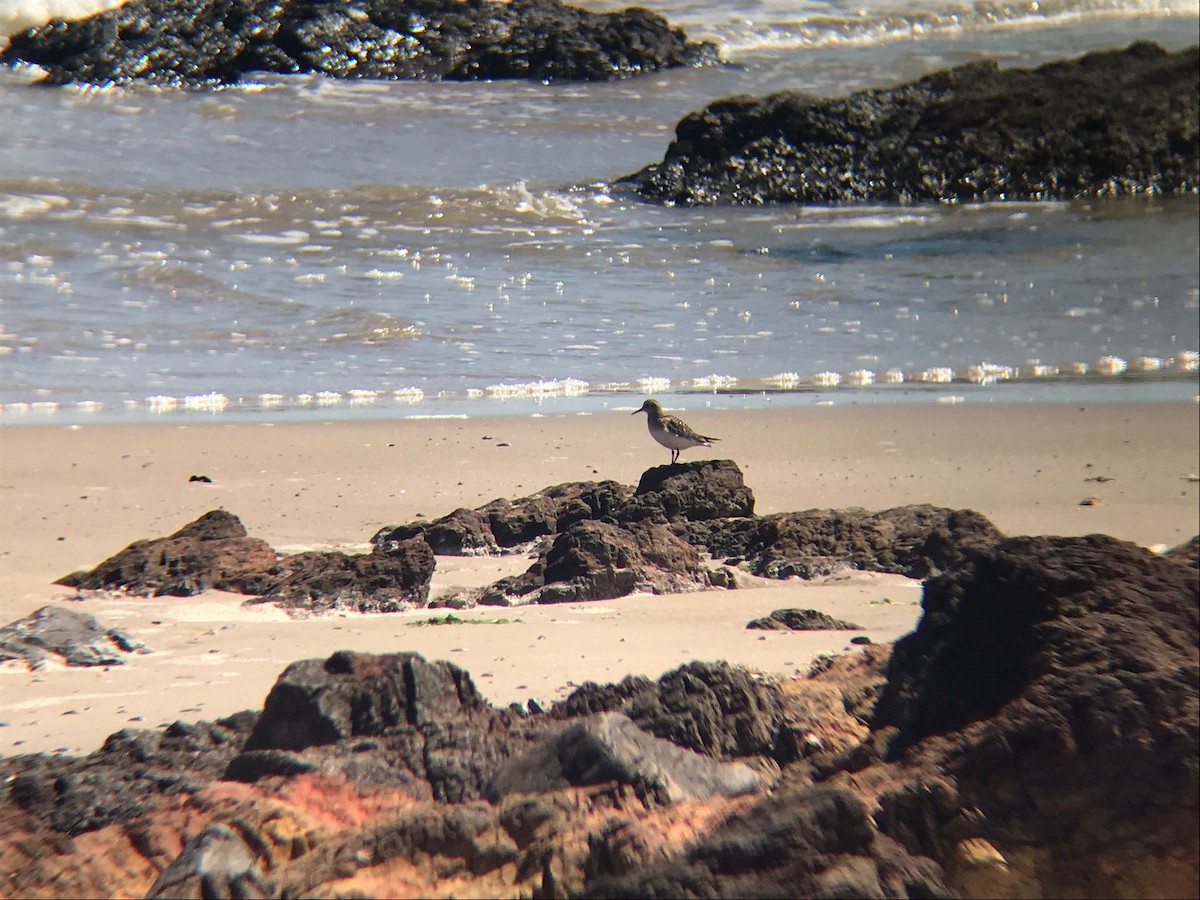 Baird's Sandpiper - ML374086681