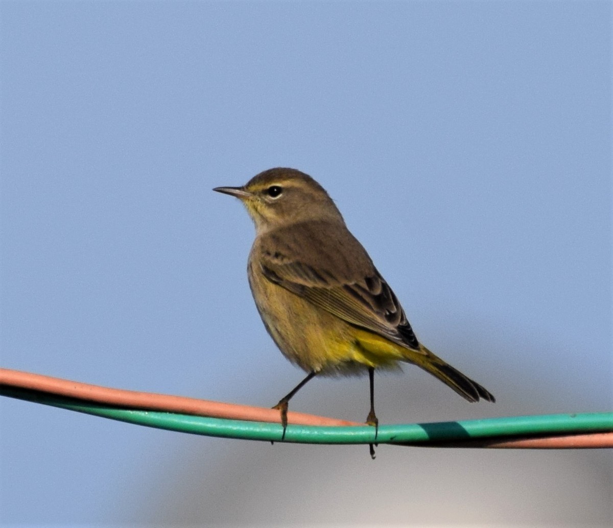 Palm Warbler - ML374087381