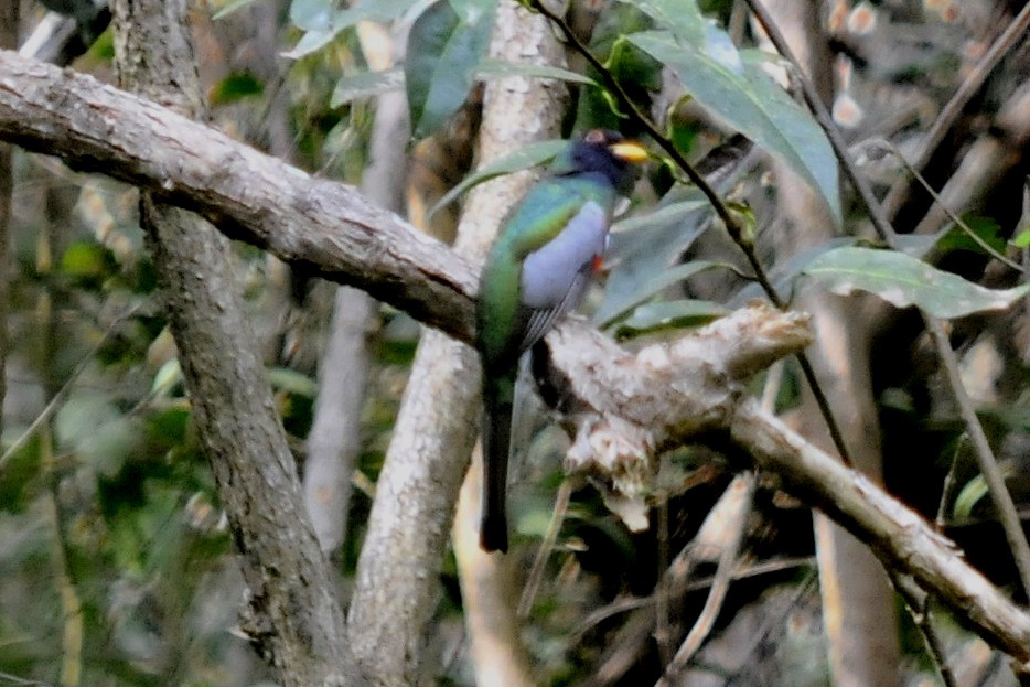 Trogon élégant - ML37408781