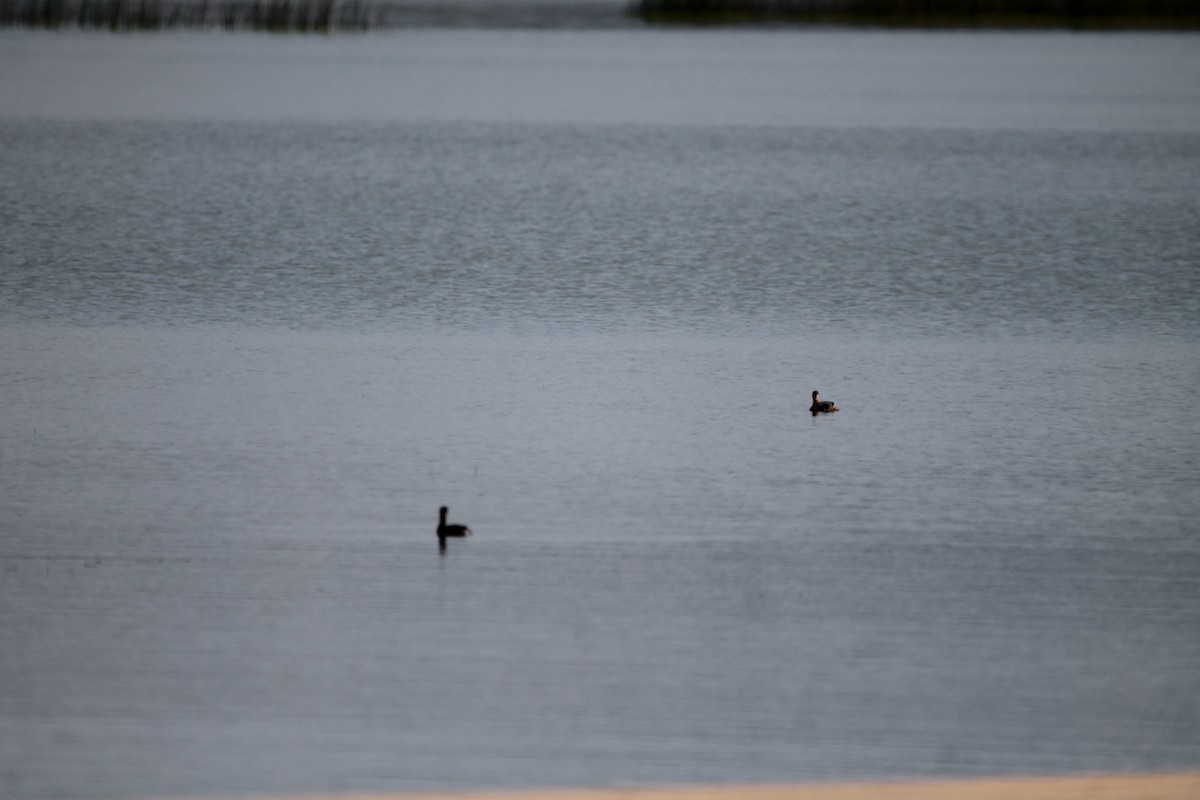 Pied-billed Grebe - ML374091461