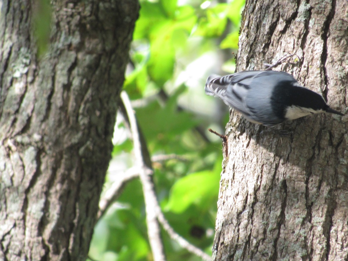 White-breasted Nuthatch - ML374091871