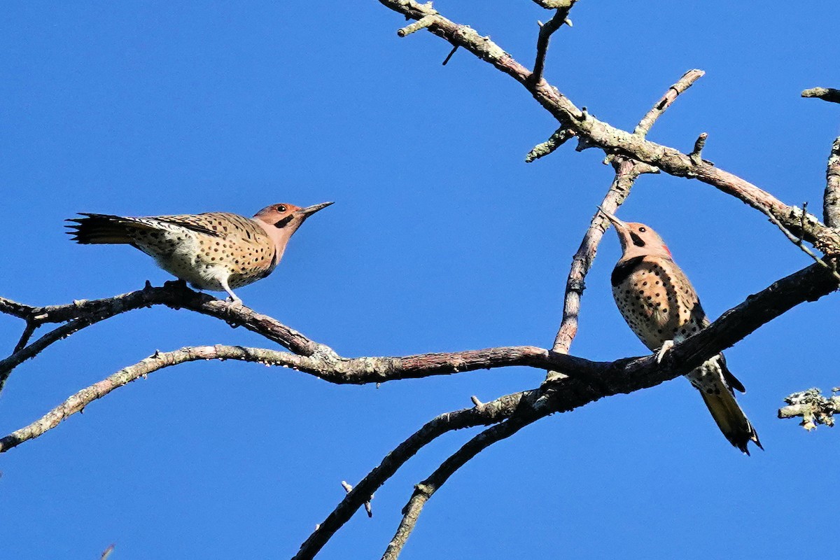 Northern Flicker - ML374096011