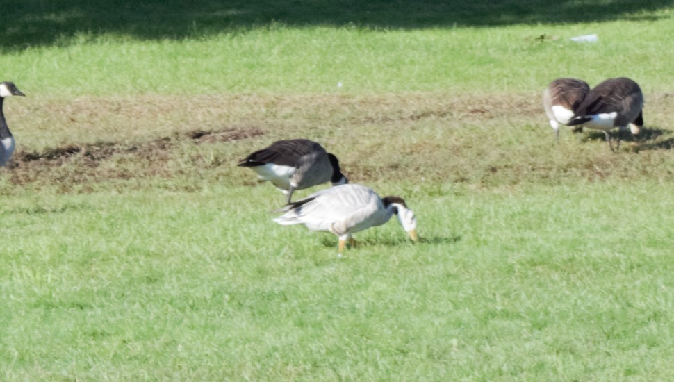 Bar-headed Goose - ML374097771