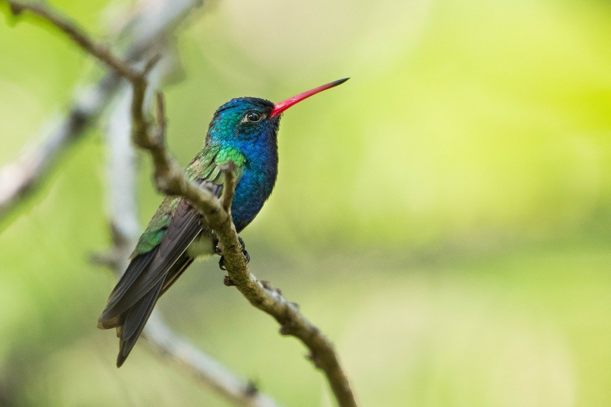 Colibrí Piquiancho de Guerrero - ML374097941