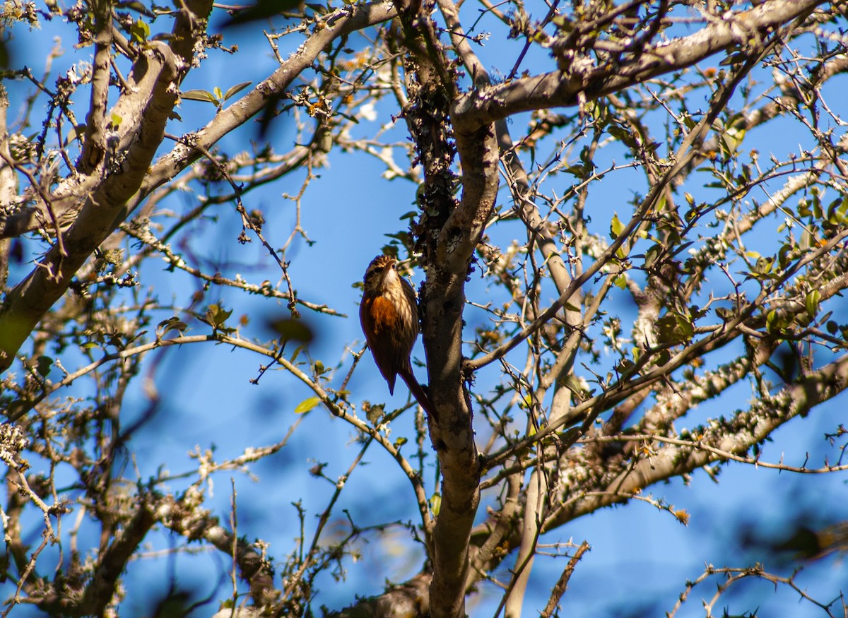 Narrow-billed Woodcreeper - ML374101491