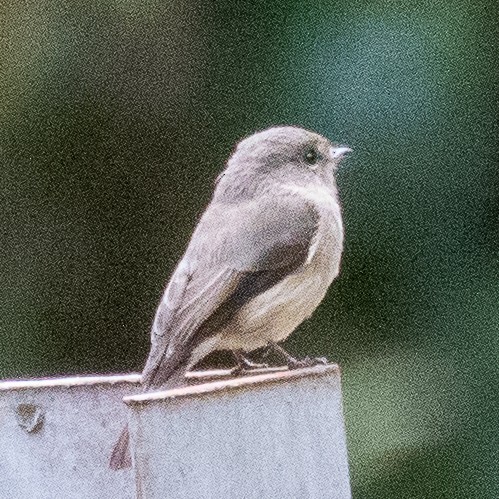 African Dusky Flycatcher - ML374102731