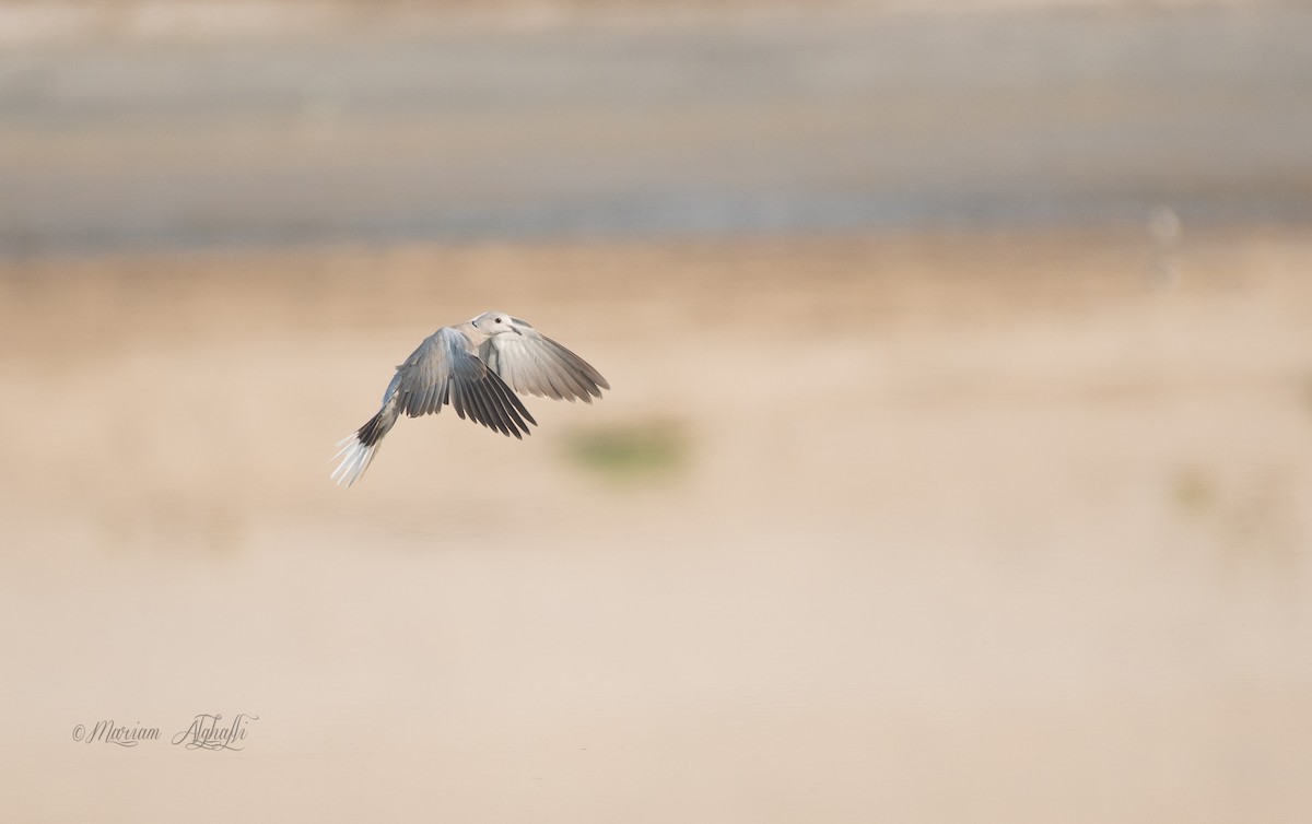 灰斑鳩 - ML374104441