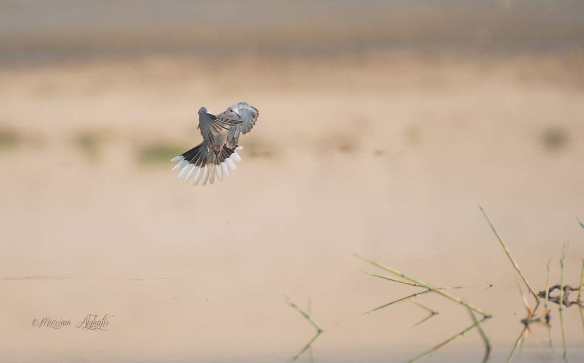 灰斑鳩 - ML374104461