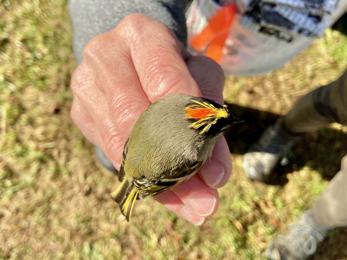 Golden-crowned Kinglet - Joshua Emm