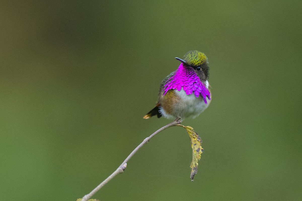 Wine-throated Hummingbird - John Cahill xikanel.com