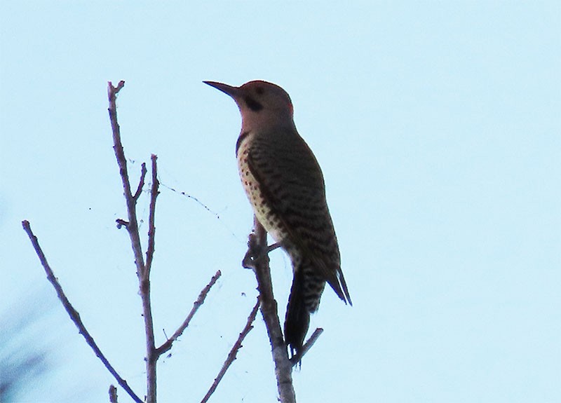 Northern Flicker (Yellow-shafted) - ML374107891