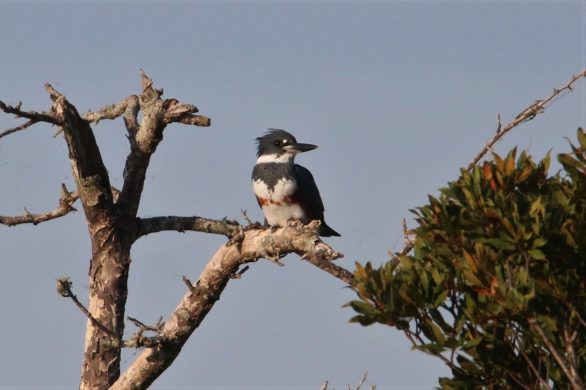 Belted Kingfisher - ML374107941