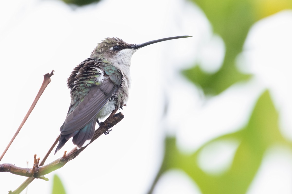 Blue-tufted Starthroat - ML374108931